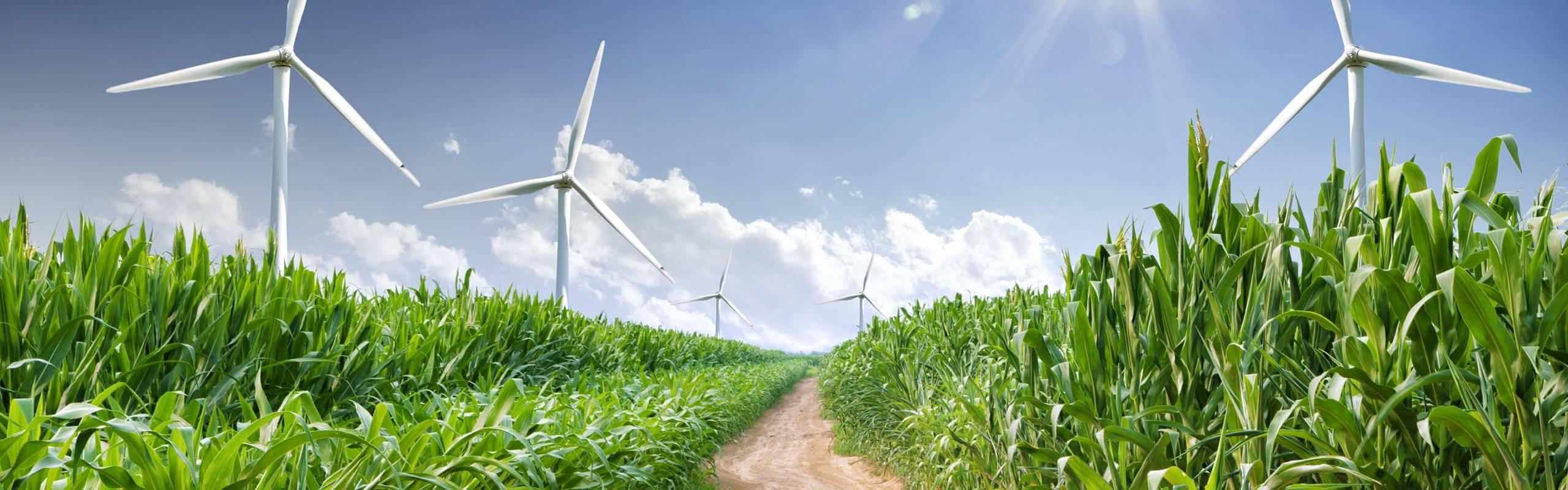 green ammonia stamicarbon