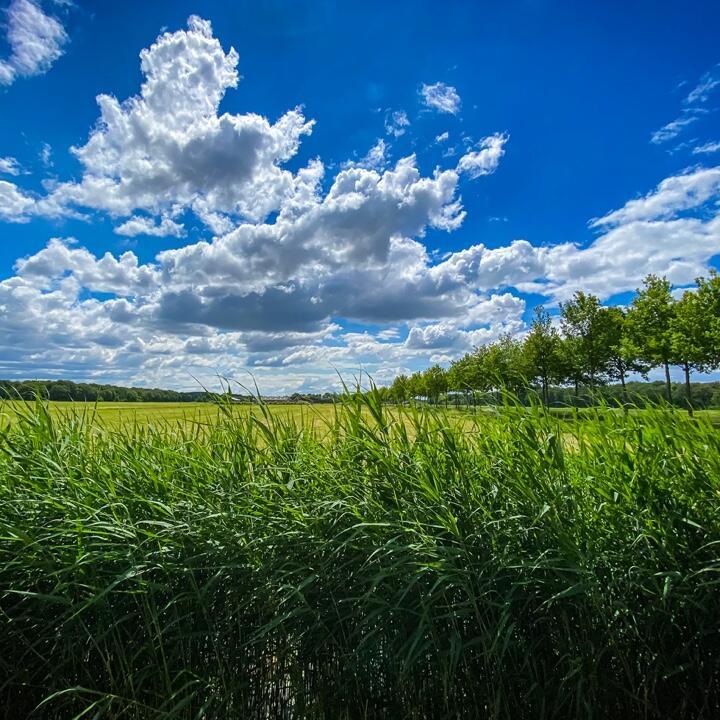 green ammonia solution stamicarbon