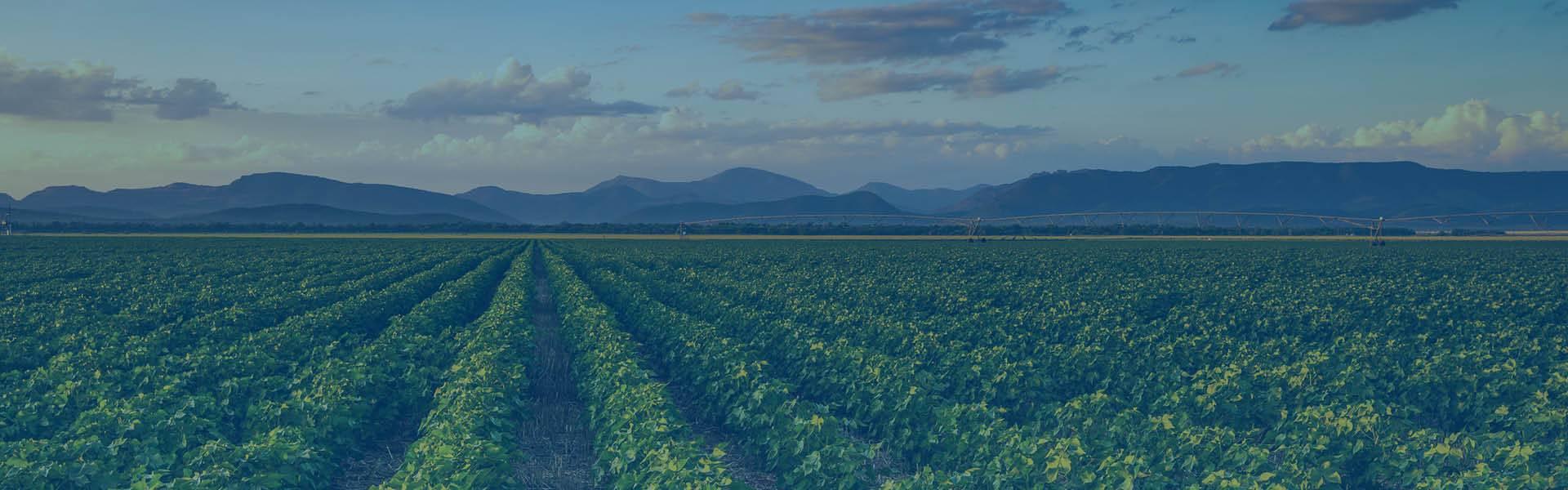 Argus Africa Fertilizer