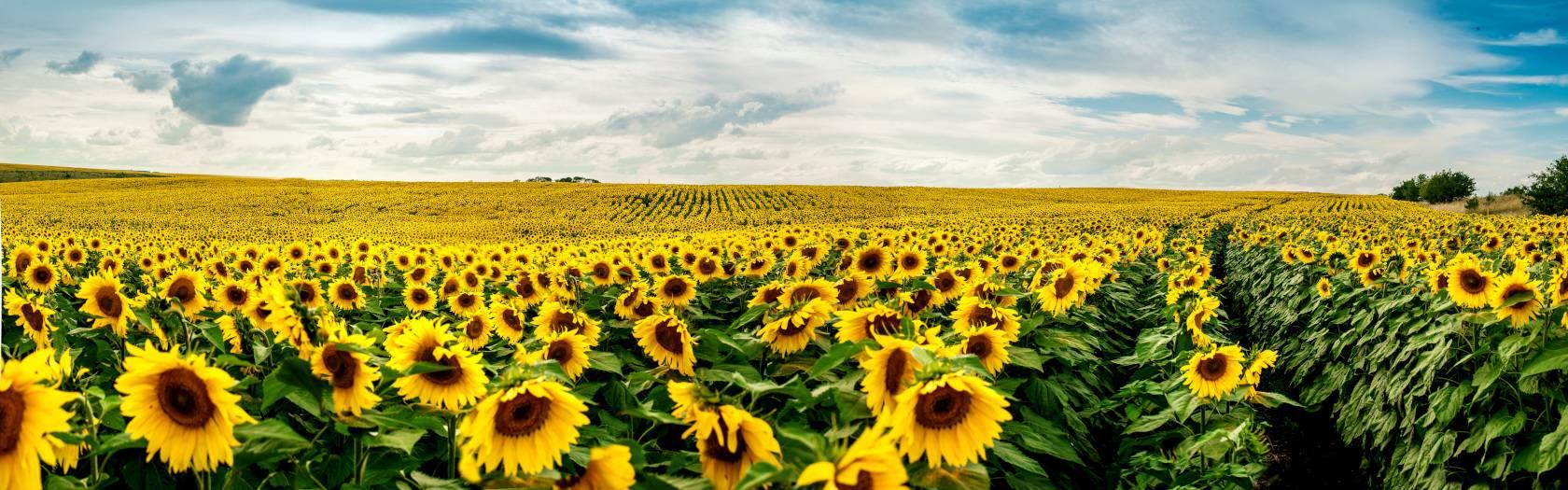 Argus Fertilizers Russia 2020